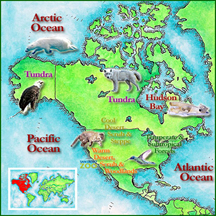 North America North America